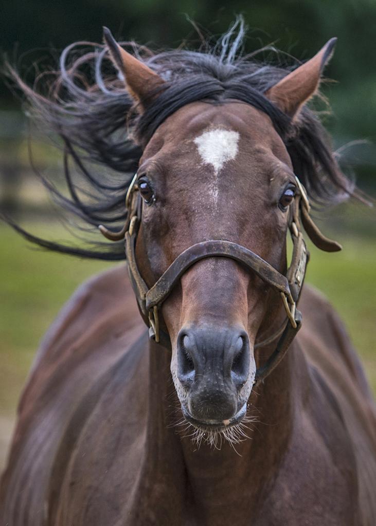 The 1996 Travers winner Will's Way. (Connie Bush)